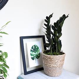 Zamioculcas zamiifolia Raven