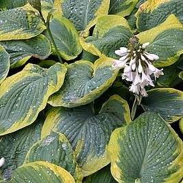 Hosta Olive Bailey Langdon