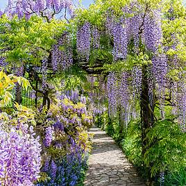 Wisteria sinensis Amethyst