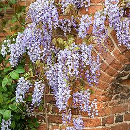 Wisteria floribunda Domino