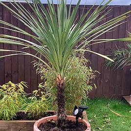 Cordyline australis