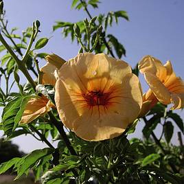 Campsis x tagliabuana Summer Jazz - Gold