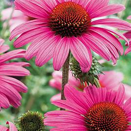 Echinacea purpurea Rubinstern