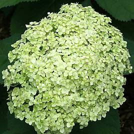 Hydrangea arborescens Lime Rickey