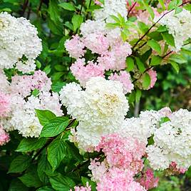 Hydrangea paniculata Fraise Melba