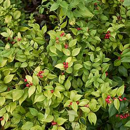 Sarcococca Ruscifolia