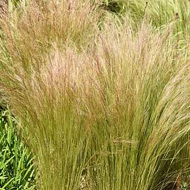 Stipa tenuissima