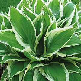 Hosta Wide Brim