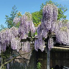 Wisteria sinensis Prolific