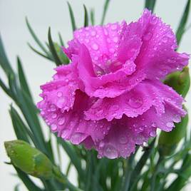 Dianthus Tickled Pink