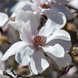 Magnolia x loebneri Merrill