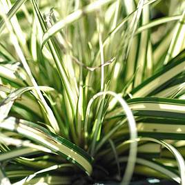 Carex oshimensis Evergold