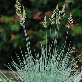 Festuca glauca Elijah Blue