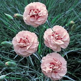 Dianthus Doris