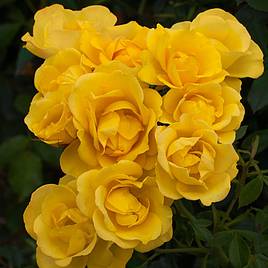 Rose Grandmas Rose (Floribunda Rose)