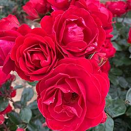 Rose Precious Ruby (Floribunda Rose)