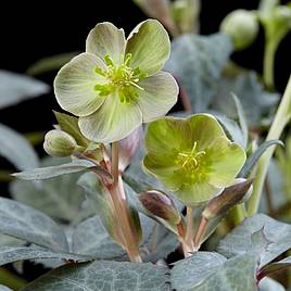 Hellebore Silver Dollar