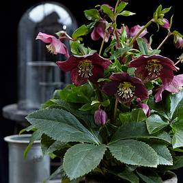 Hellebore Hello Ruby