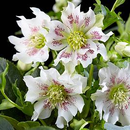 Hellebore Hello Pearl