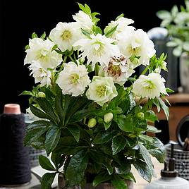 Hellebore Double Ellen White