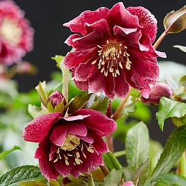 Hellebore Double Ellen Red