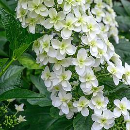 Hydrangea quercifolia Snowflake