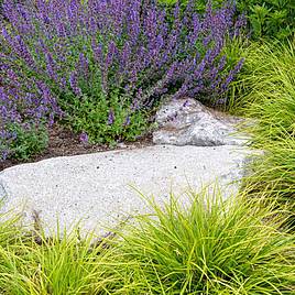 Nepeta racemosa Walkers Low