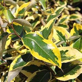 Elaeagnus x submacrophylla Gilt Edge