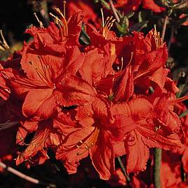 Rhododendron Fireball (Azalea Group)