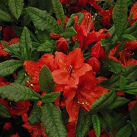 Rhododendron Barselik (Azalea Group)