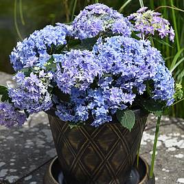 Hydrangea Double Dutch Alkmaar