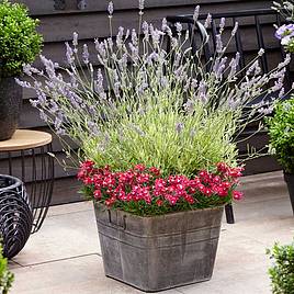 Lavender angustifolia Platinum Blonde