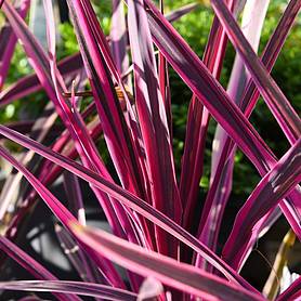 Cordyline Pink Passion