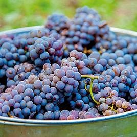 Grape Cabernet Franc