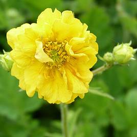 Geum Sunrise