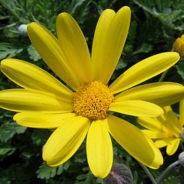 Euryops Pectinatus