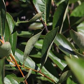 Aronia melanocarpa Hugin