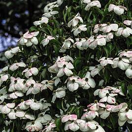 Cornus kousa Teutonia