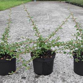 Cotoneaster suecicus Coral Beauty