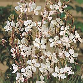 Gaura lindheimeri