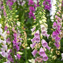 Foxglove Mixed