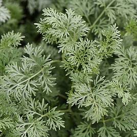 Artemisia arborescens Powis Castle