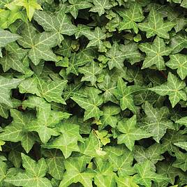 Hedera hibernica