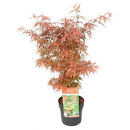 Acer Palmatum Jerre Schwartz