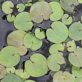 Hydrocharis morsus ranae (Floating Aquatic)