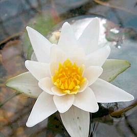 Nymphaea Pygmaea Alba (Deep Water Aquatic)