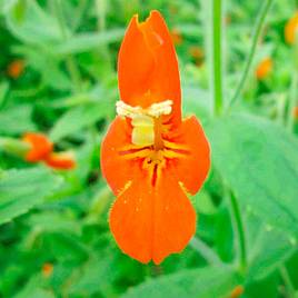 Mimulus cardinalis (Marginal Aquatic)