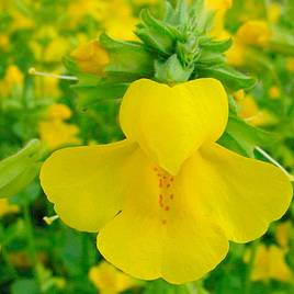 Mimulus guttatus (Marginal Aquatic)