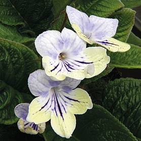 Streptocarpus Anwen