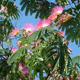 Albizia julibrissin Ombrella